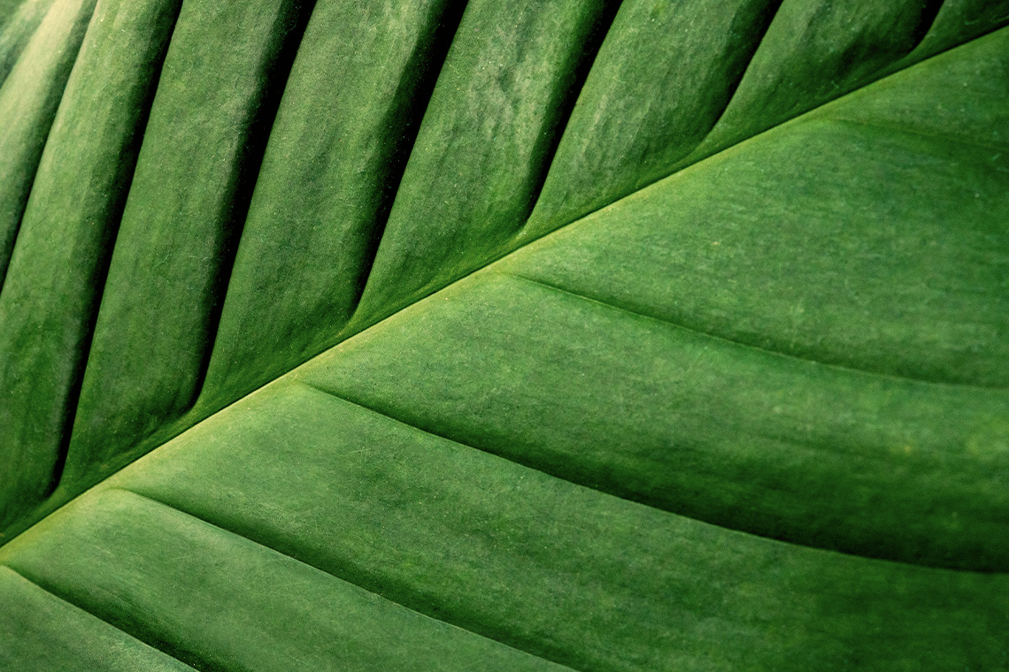 Detailfotografie von einem Blatt
