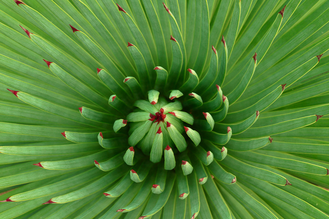 Zoom auf eine Blüte