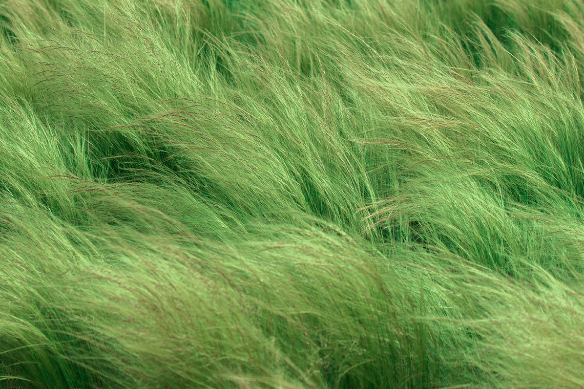 Naturstruktur von Gras
